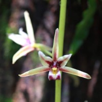 Cymbidium aloifolium (L.) Sw.